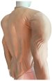Carnation Spandex Muscle Padding Upper Bodysuit